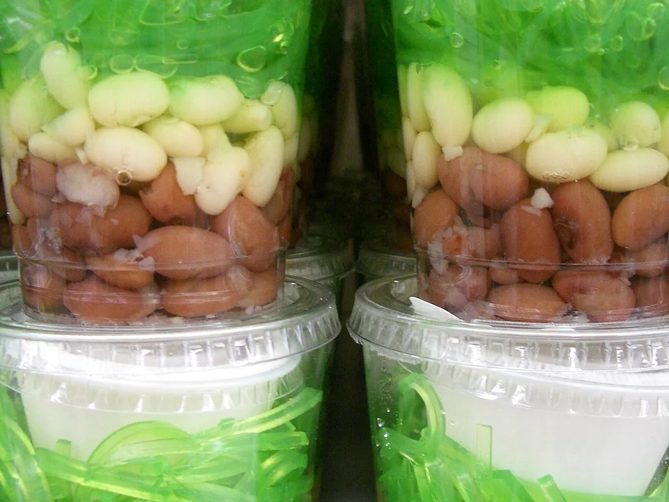Red and pale whole beans layered under green pandan jelly and coconut ice